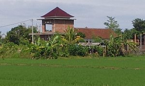 Ket Foto: Salah satu lahan sawah dilindungi (LSD) di kawasan Subak Jagaraga, Desa Penyaringan, Jembrana, yang telah beralih fungsi menjadi bangunan kos-kosan.